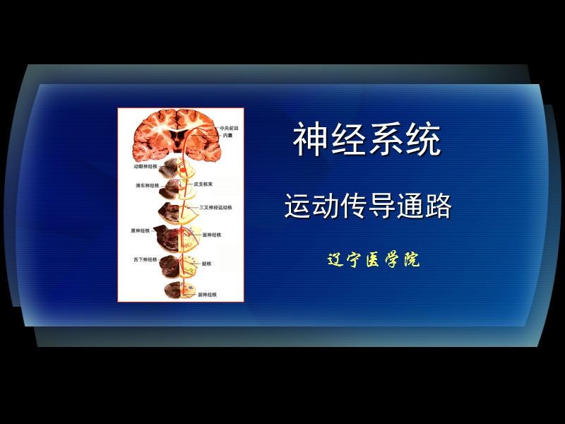 15-2运动传导通路.ppt_第1页