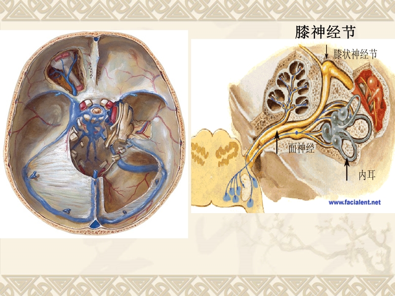 20.脑神经2、内脏神经.ppt.ppt_第2页