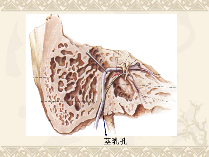 20.脑神经2、内脏神经.ppt.ppt_第3页