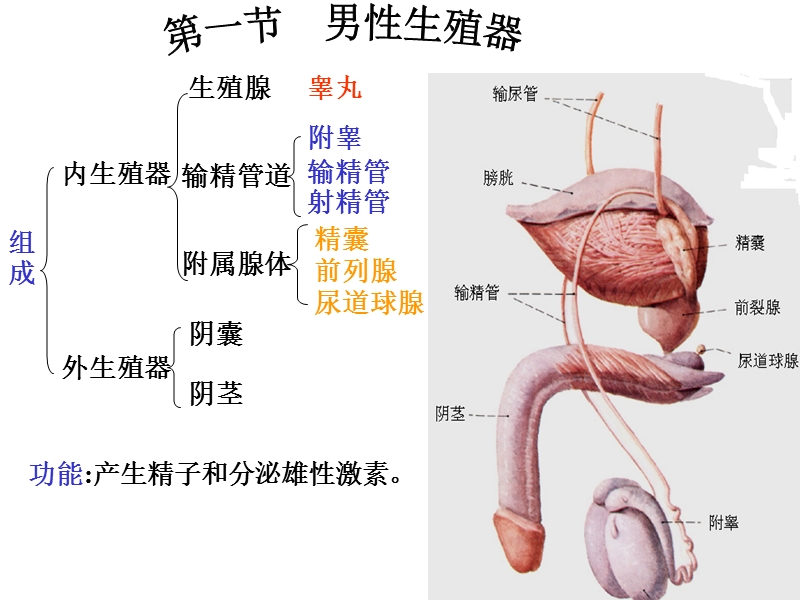 8生殖实验.ppt_第2页