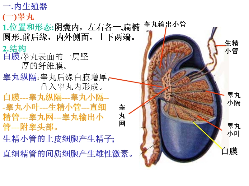 8生殖实验.ppt_第3页