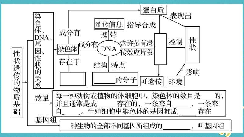 广西省玉林市2018年八年级生物上册 第6单元 第20章 第2节 性状遗传的物质基础课件 （新版）北师大版.ppt_第2页