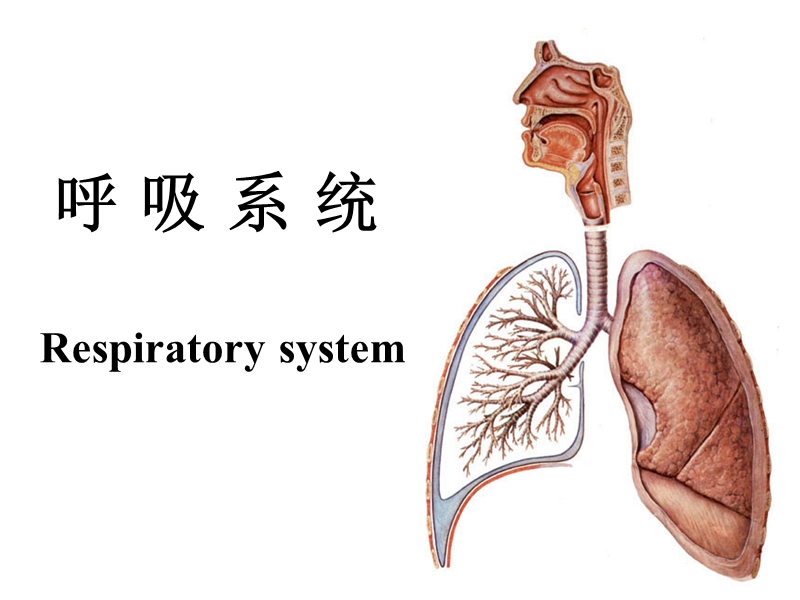 19_and_20呼吸系统.ppt_第1页