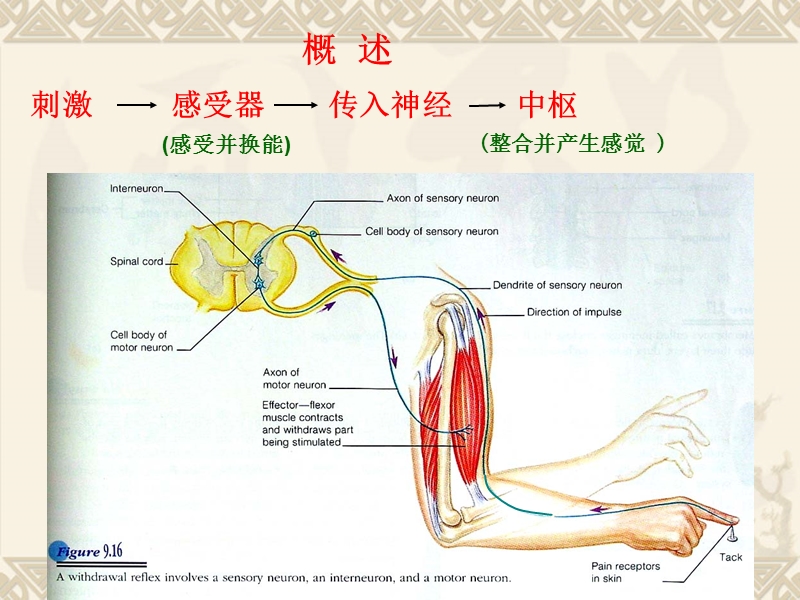 11.感觉器.ppt_第2页