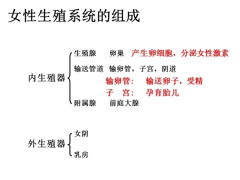 25女性生殖系统.ppt_第2页