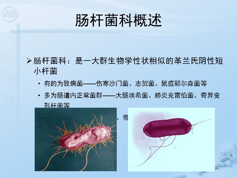 第8章 肠杆菌科[七年制].ppt_第2页