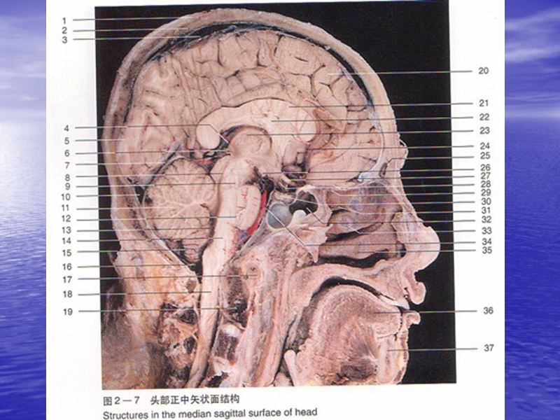 5-internal diencephalon.ppt_第3页