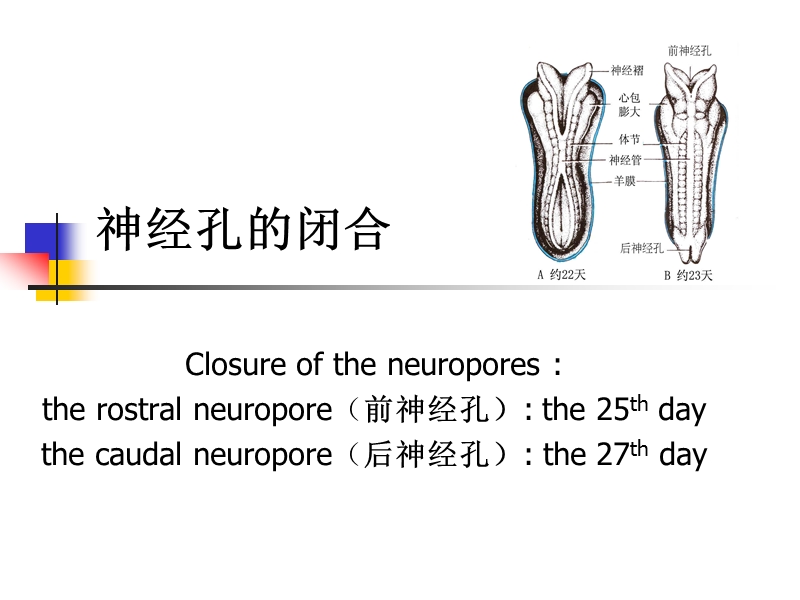 神经系统发生.ppt_第3页