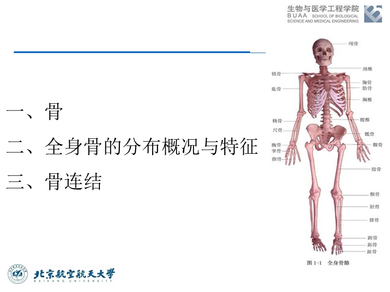 骨骼.pptx_第2页