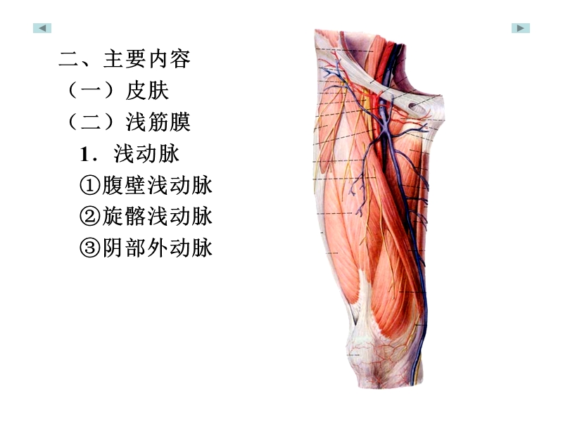 股前内侧区.ppt_第3页