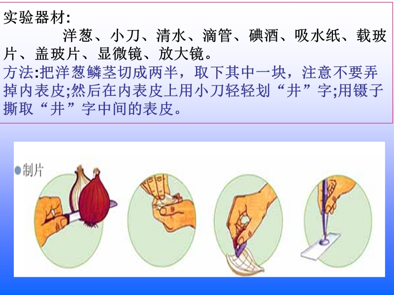 教科版科学六年级下册《用显微镜观察身边的生命世界》(一).ppt_第3页