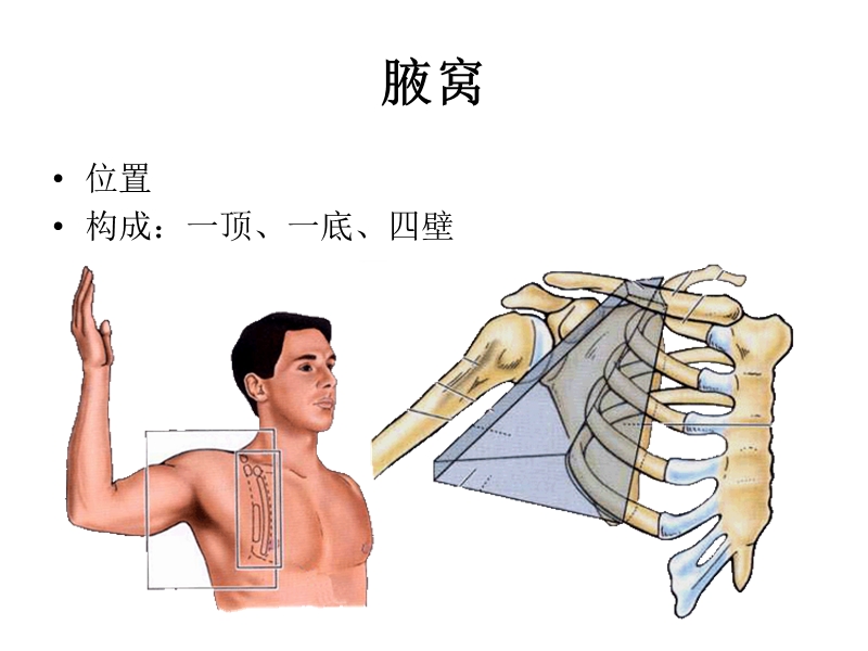 3腋窝.ppt_第1页