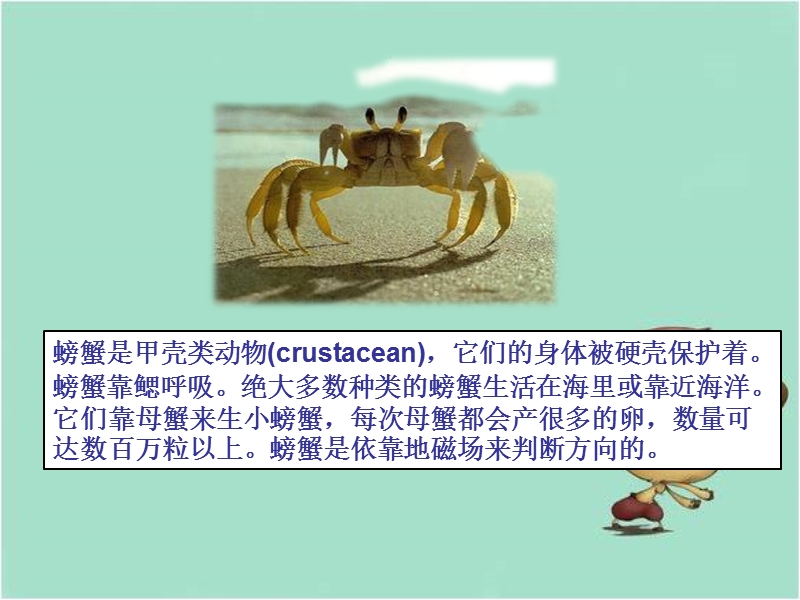 螃蟹歌 课件.ppt_第3页