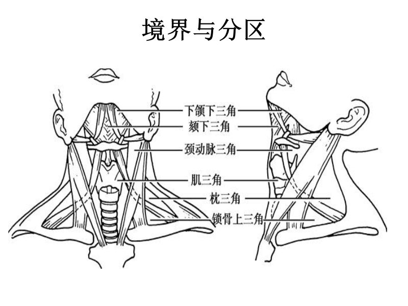 2颈部1、2.ppt_第3页