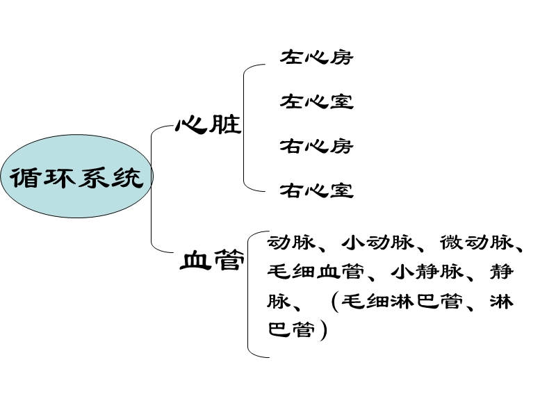 2011循环系统.ppt_第1页