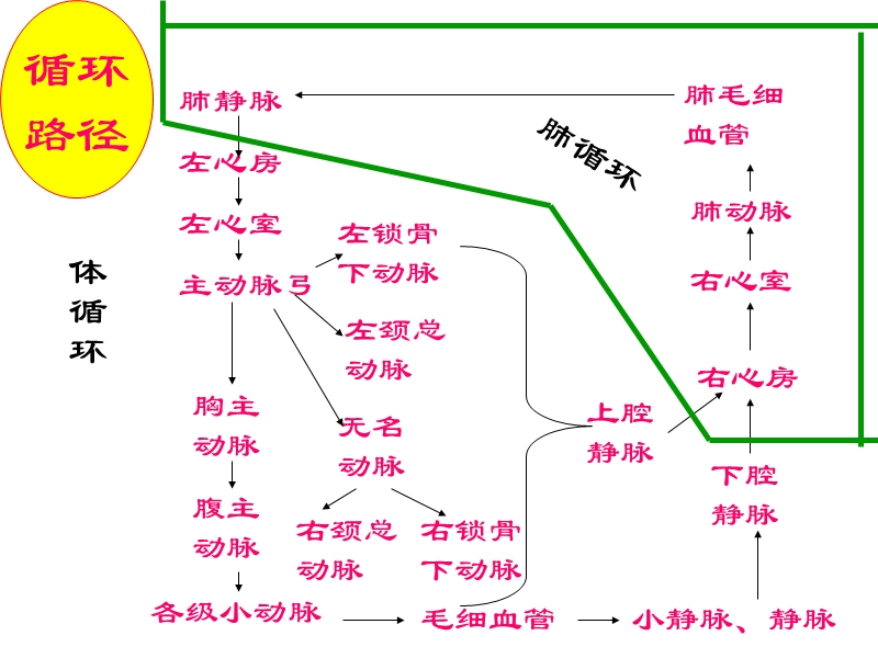 2011循环系统.ppt_第2页