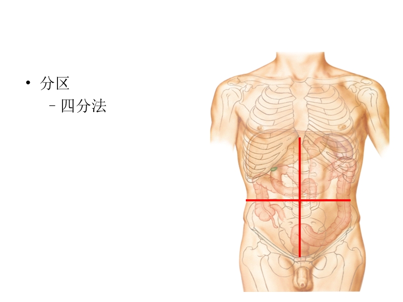 7腹前外侧壁.ppt_第3页