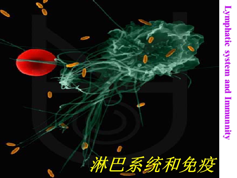 17and_18淋巴系统与免疫.ppt_第1页