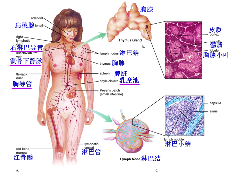 17and_18淋巴系统与免疫.ppt_第3页