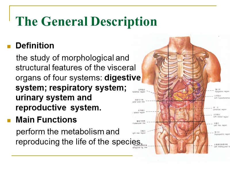 alimentary system.ppt_第2页