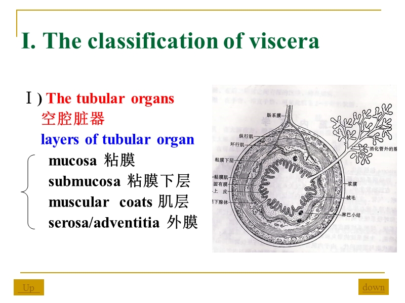 alimentary system.ppt_第3页