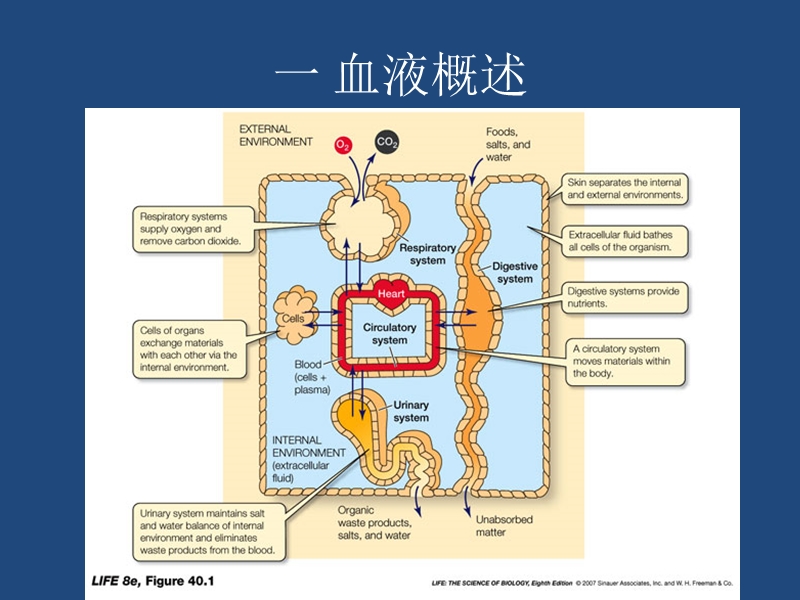 血液（1-6）.ppt_第2页