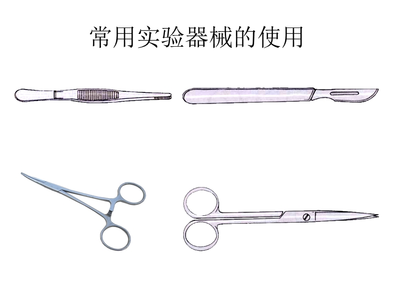 1胸壁.ppt_第2页