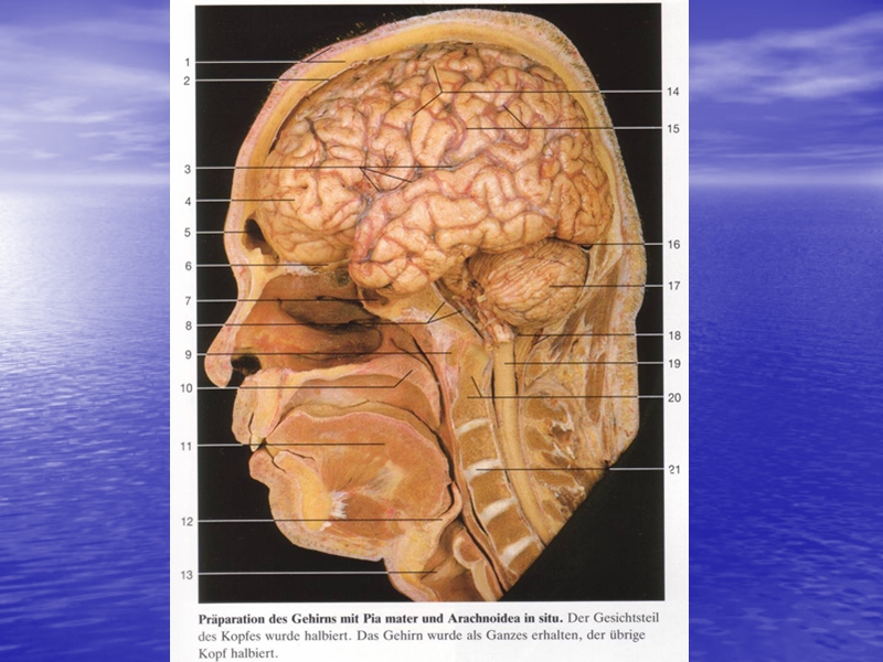 4-cerebellum.ppt_第3页