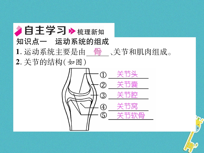 2018年八年级生物上册5.2.1动物的运动作业课件新版新人教版.ppt_第3页