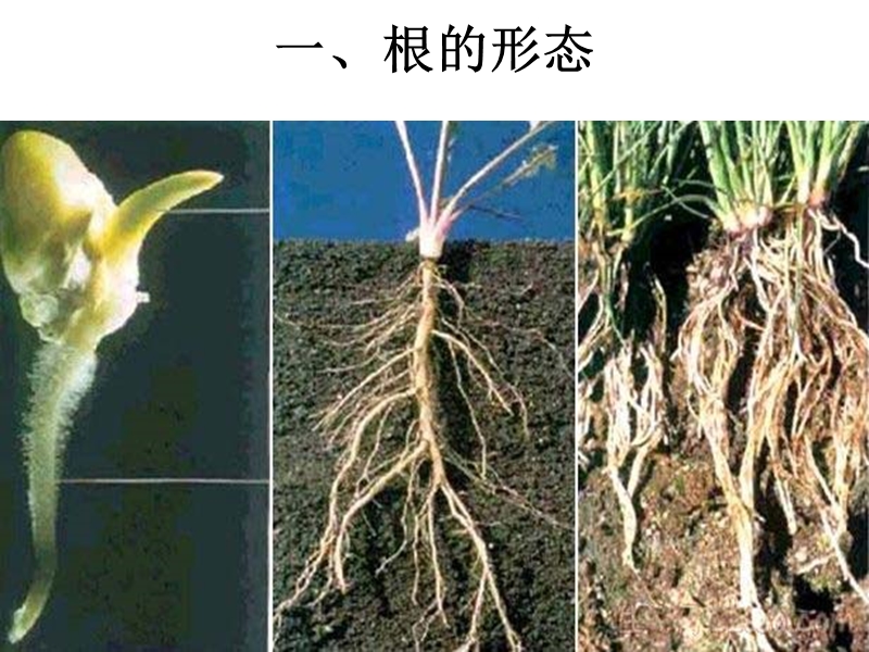 2017最新 （人教版）三年级自然与科学下册课件 我们先看到了根.ppt_第2页