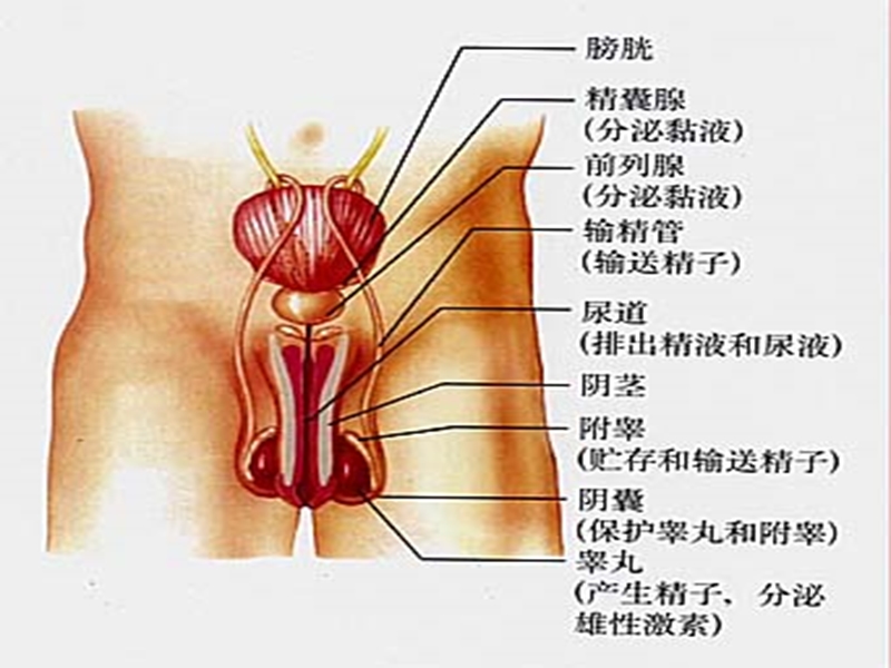 安徽省合肥市长丰县七年级生物下册4.1.2人的生殖课件4新版新人教版.ppt_第3页