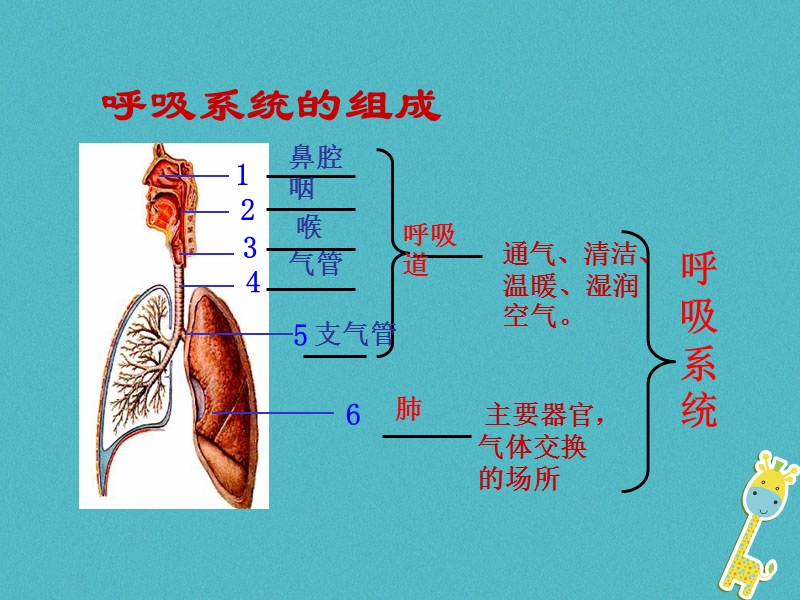 安徽省合肥市长丰县七年级生物下册4.3.2发生在肺内的气体交换课件2新版新人教版.ppt_第3页