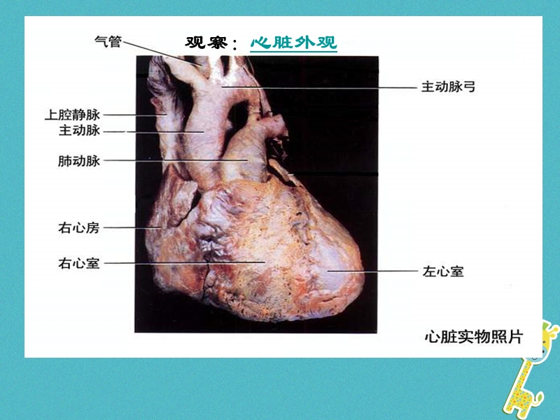 安徽省合肥市长丰县七年级生物下册4.4.3输送血液的泵心脏课件4新版新人教版.ppt_第2页