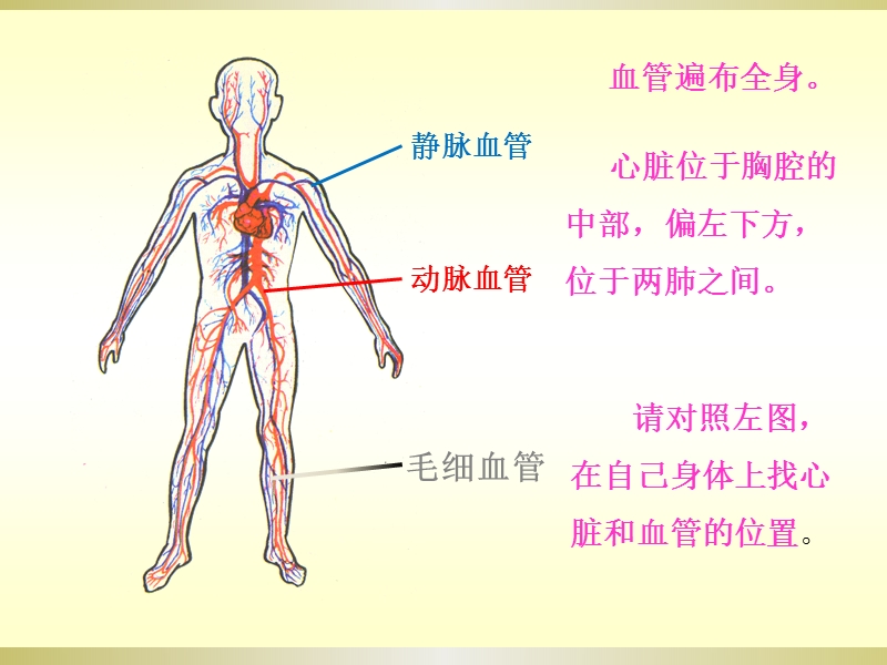 2017最新湘教版科学2 心脏和血管.ppt_第2页