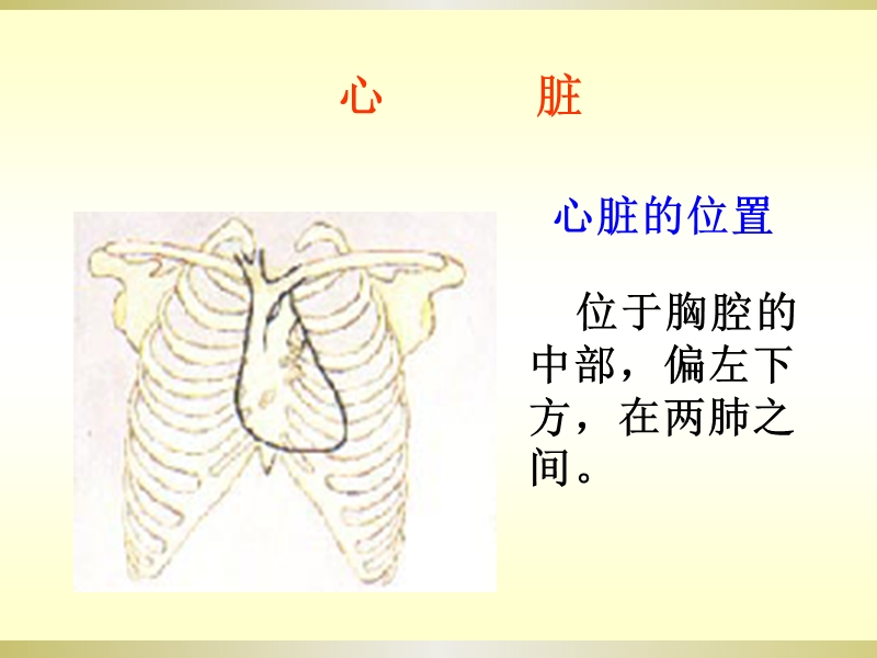 2017最新湘教版科学2 心脏和血管.ppt_第3页