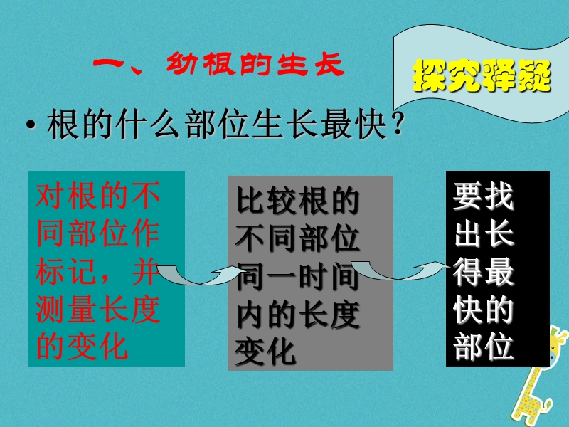 安徽省合肥市长丰县七年级生物上册3.2.2植株的生长课件1新版新人教版.ppt_第2页