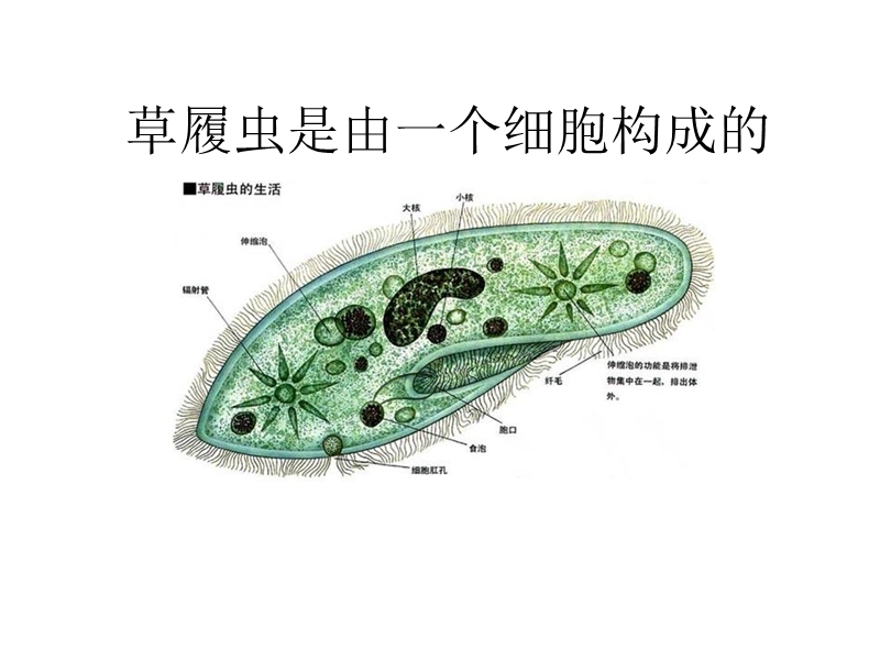 科学六年级下青岛版1.1细胞课件.ppt_第3页