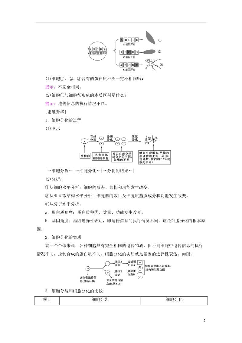 2018版高中生物第六章细胞的生命历程第2节细胞的分化学案新人教版必修.doc_第2页