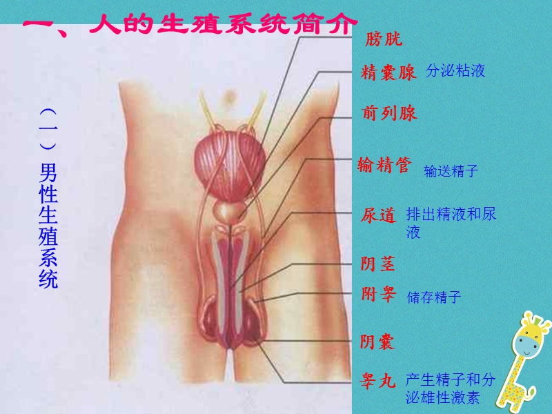 安徽省合肥市长丰县七年级生物下册4.1.2人的生殖课件2新版新人教版.ppt_第3页