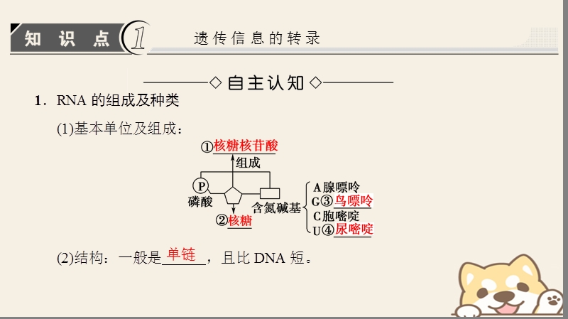 2018版高中生物第四章基因的表达第1节基因指导蛋白质的合成课件新人教版必修.ppt_第3页