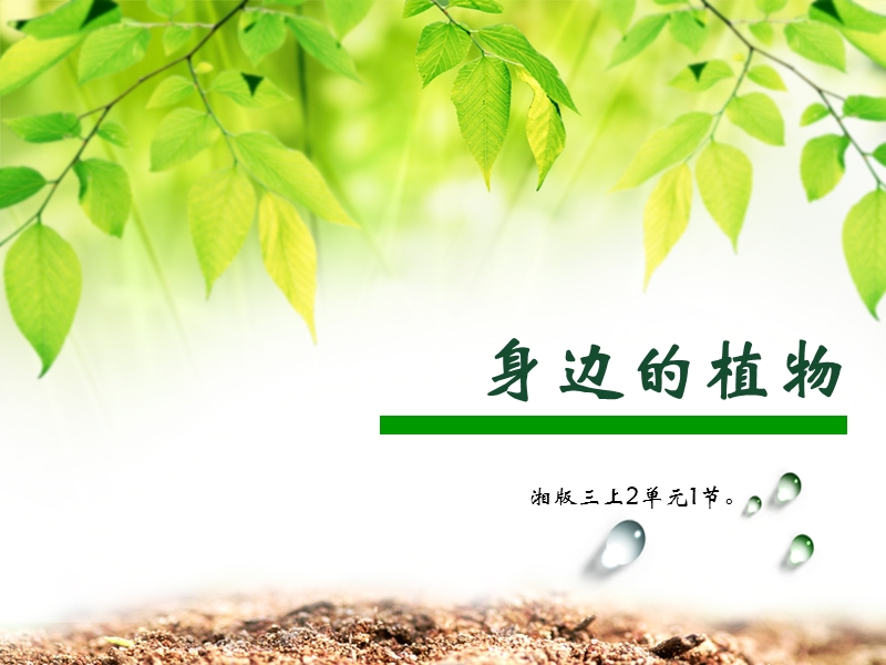 2017最新湘教版科学三上2单元1节身边的植物课件.ppt_第1页