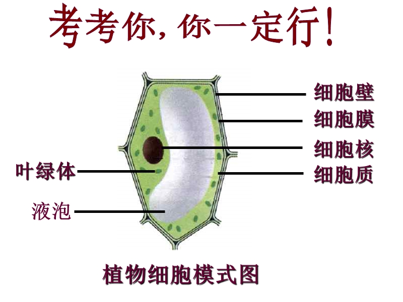 安徽省合肥市长丰县七年级生物上册2.1.4细胞的生活课件2新版新人教版.ppt_第2页