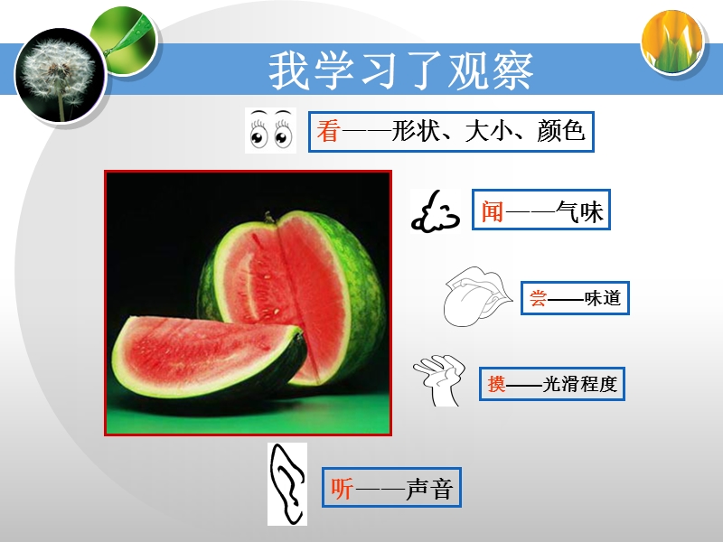 2017最新小学科学  湘教版  三年级上册  七 我学习了观察  1 我学习了观察.ppt_第3页