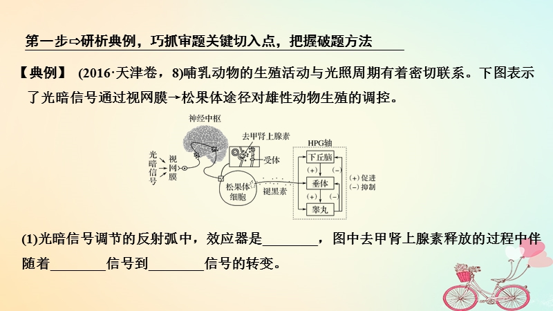 2019版高考生物大一轮复习第八单元生物个体的稳态补上一课5课件苏教版.ppt_第3页