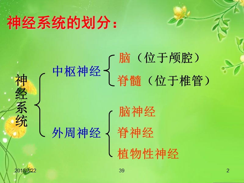 解剖生理课件——神经系统.ppt_第2页