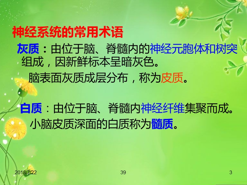 解剖生理课件——神经系统.ppt_第3页