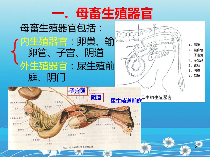 解剖生理课件——生殖系统.ppt_第2页