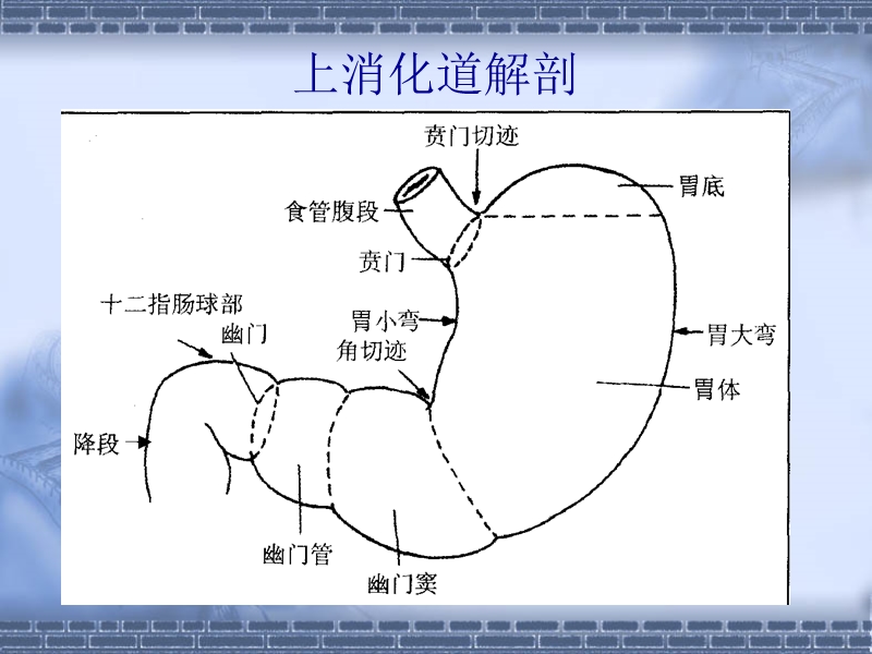 胃炎.ppt_第2页