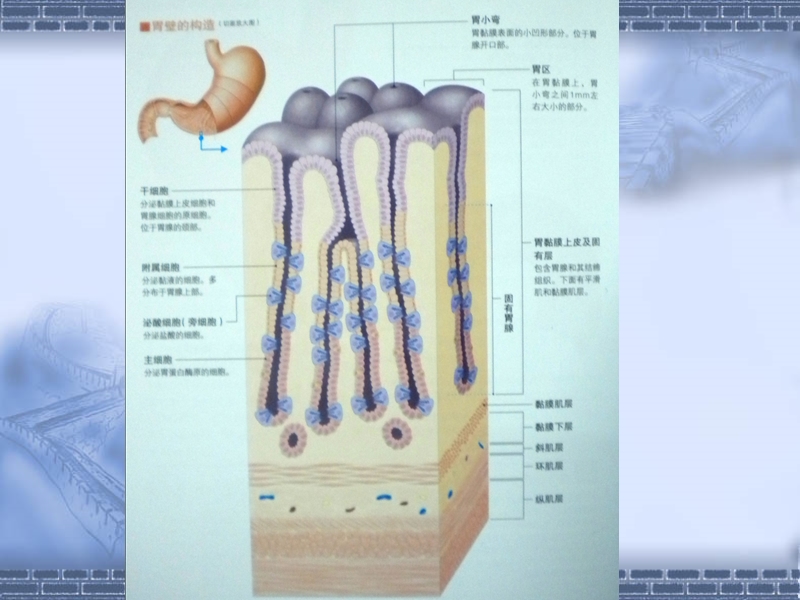 胃炎.ppt_第3页