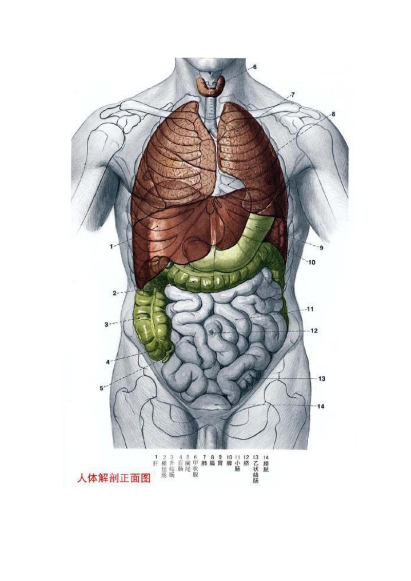 人体结构彩图.doc_第2页